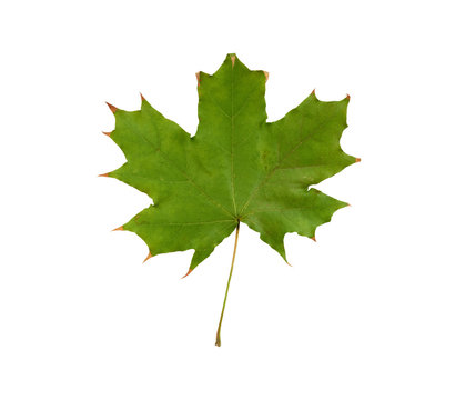 green maple leaf isolated on white background