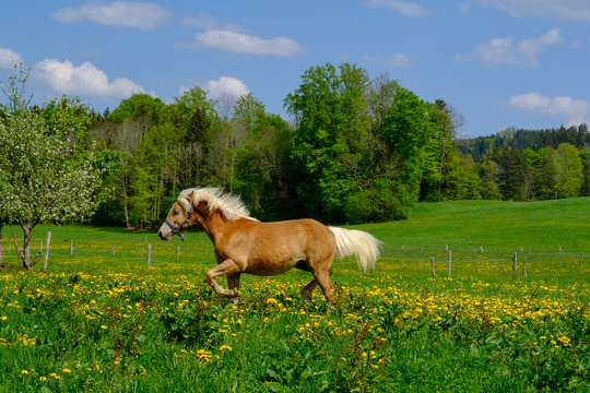 Brown Haflinger horse walking in summer meadow, Bad Heilbrunn, Bavaria, Germany