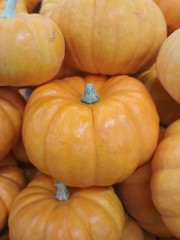  pile of orange pumpkins in fall season