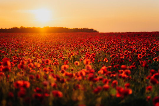 Scenic view of fresh poppy flowers on field against orange sky during sunset