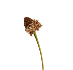 wilted zinnia flower bud on a stalk isolated on white background