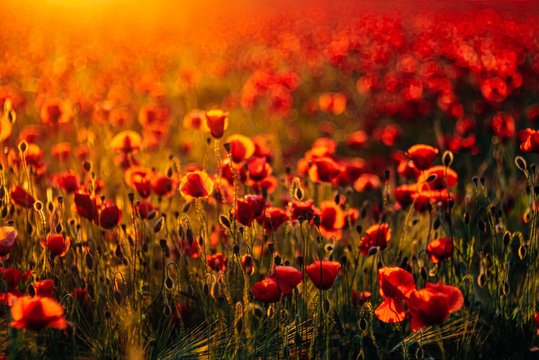 Full frame shot of fresh poppy flowers blooming on field during sunset