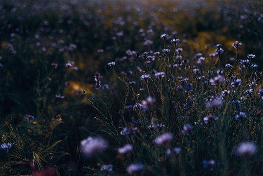 Full frame shot of fresh cornflowers blooming on field