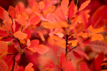 Red and orange leaves foliage fall.