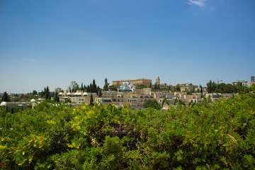 Fototapeta na wymiar Jerusalem city garden green foliage foreground and building background Middle East urban view