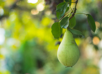 Organic green pear on tree with place for text