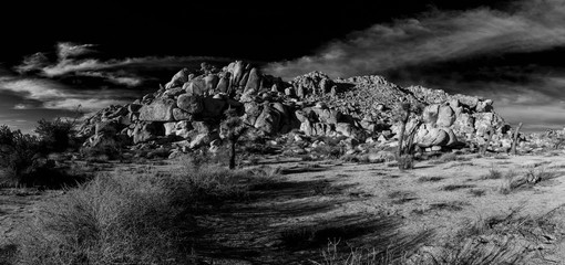 black and white panorama, joshua tree