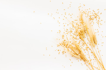 Wheat or barley ears on white background top view copy space