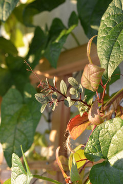 Fresh plant shoot of cobaea in small vertical garden on the balcony.