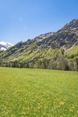 Fototapeta na wymiar Allgäuer Landschaft - Massives Gebirge mit blühender Bergwiese