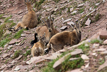 femmina di stambecco (Capra ibex) con due capretti, alla Forca Rossa (Val di Fassa)