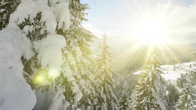 Drone footage snow covered trees, winter nature beautiful Europe aerial pine forest mountain, fly to the shining sun, season travel white frozen nature idyllic