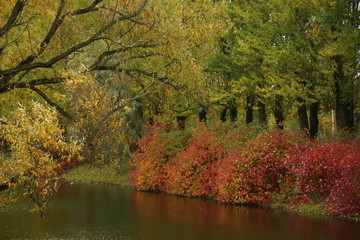 autumn in park