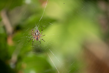 Close-up of Araneus diadematus spider on the net.