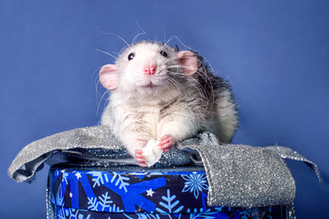 A cute rat dumbo on a Christmas gift box. Symbol of the New Year.