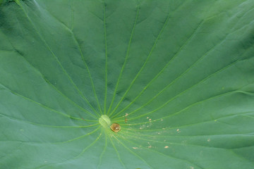 Closeup of a water droplet on a lily pad.
