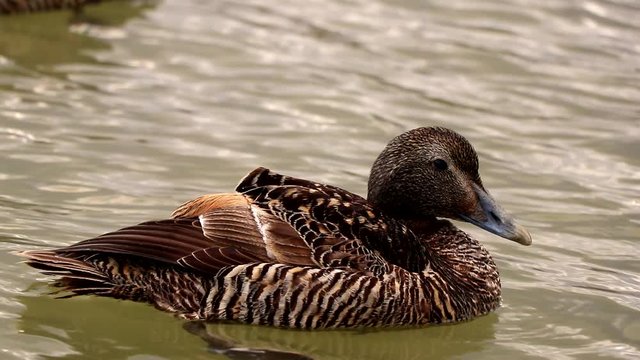 A female common eider sings. Filmed in Iceland during the summer.