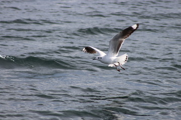 Gaviota sobrevolando el lago Titicaca