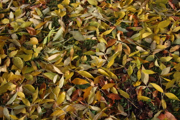 autumn leaves background