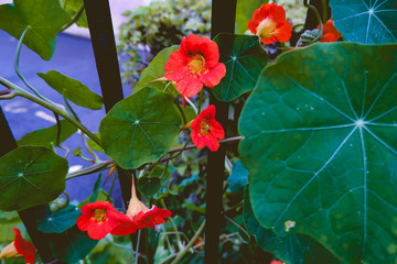Pumpkin flowers autumn