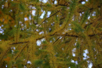 leaves in autumn