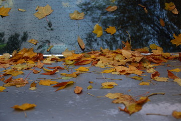 autumn leaves background