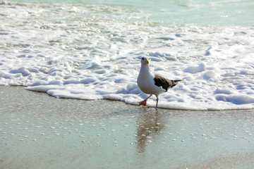 Wilmington,North Carolina,USA,October 2019,Seagull