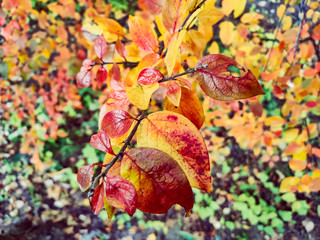 Autumn trees orange leaves