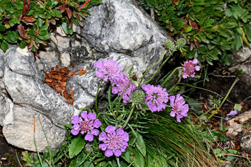 capolini violetti tra i sassi (Scabiosa lucida)