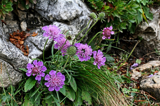 capolini violetti tra i sassi (Scabiosa lucida)