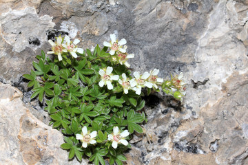 fiorellini bianchi sulla roccia viva (Potentilla caulescens)
