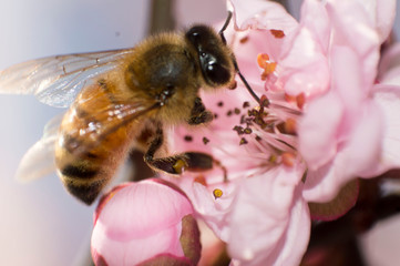 abeja