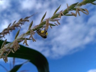 bee on a flower