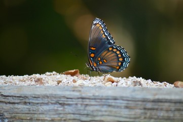butterfly