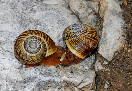 chiocciole in accoppiamento