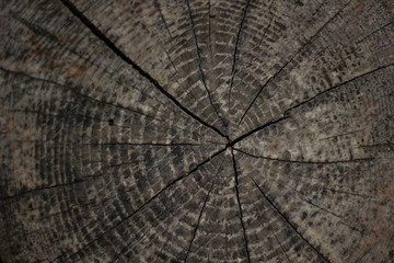 Fototapeta premium Close-up of cross-section of tree. The trees are seen.