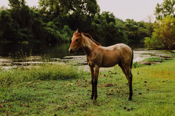 Caballos silvestres