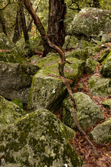 rocks and trees