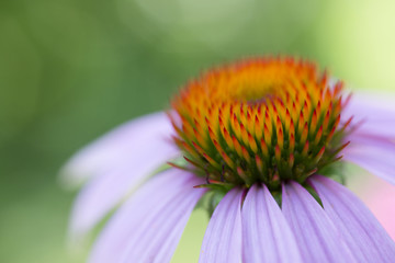 Flower of echinacea natural macro background of spa treatments