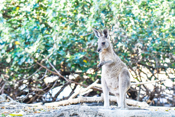 Fototapeta premium Känguru in Australien