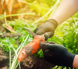 Carrot in the hands of a farmer. Harvesting. Growing organic vegetables. Freshly harvested carrots. Summer harvest. Agriculture. Seasonal job. Farming. Agro-industry. Farm. Ukraine, Kherson region.