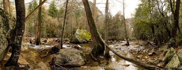 stream in forest