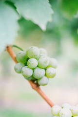 Close up of juicy ripe green white wine grapes clustered on vines in German vineyard. Shallow depth of field with copy space.