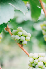 Close up of juicy ripe green white wine grapes clustered on vines in German vineyard. Shallow depth of field with copy space.