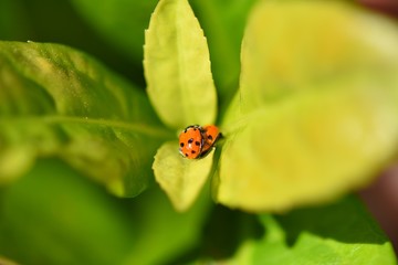 Insect macro closeup Lady Bugs breeding