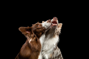 two dogs are kissing. Border Collie together on a black background. Lovely pets in holiday