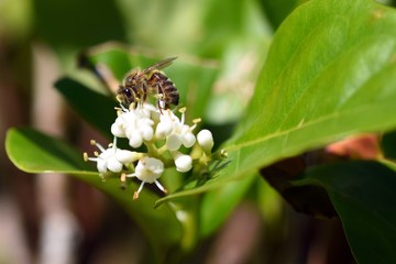 Insect macro closeup side view of a Worker Bee on a flower