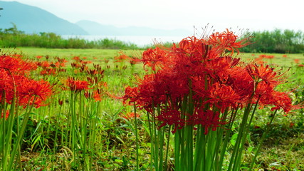 滋賀　桂浜園地の彼岸花