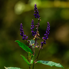 Flor