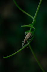 Insect